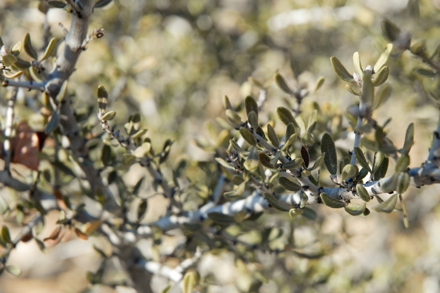Curl-leaf Mountain Mahogany